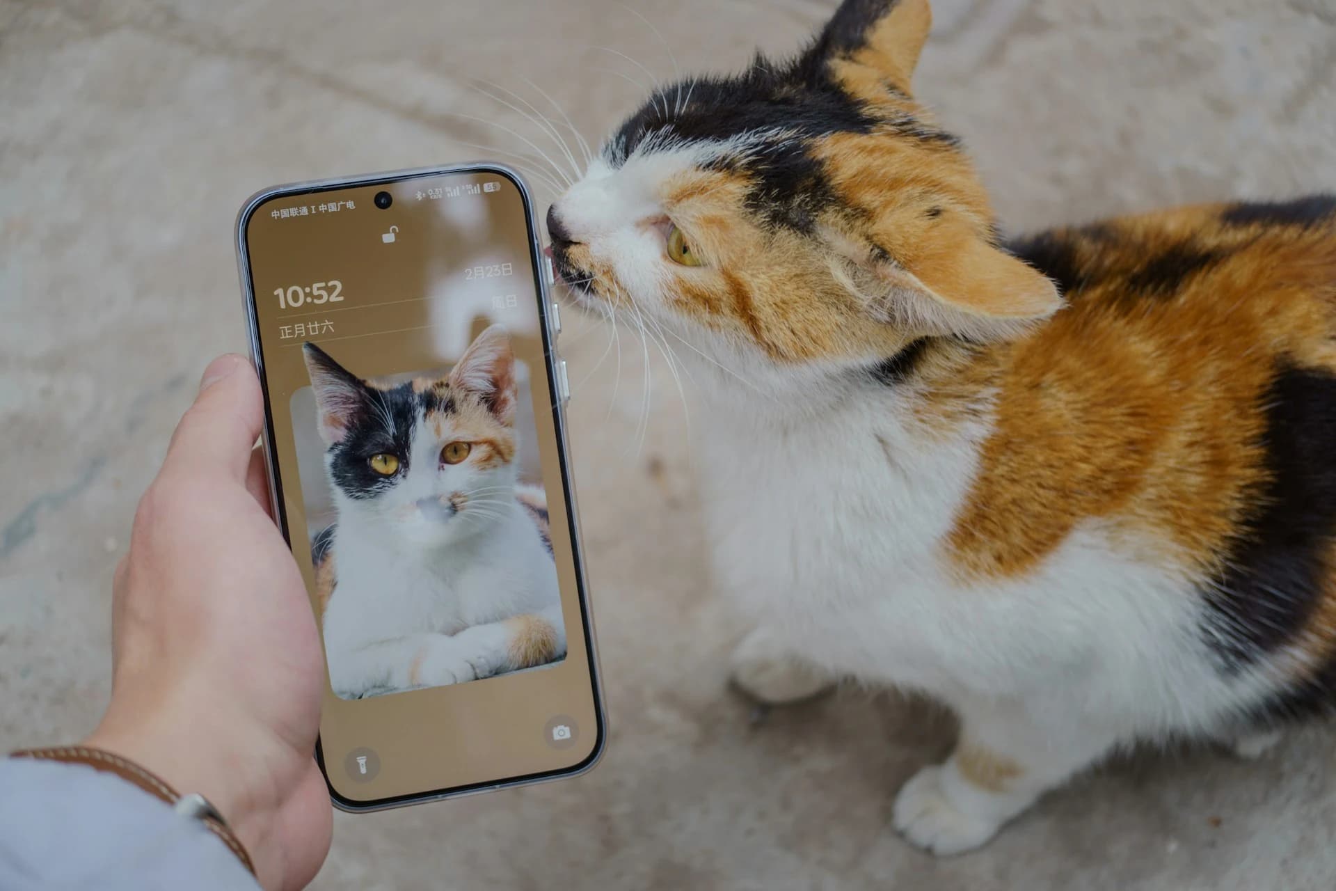 5 Best Cat Health Apps to Track Your Cat's Health in 2026