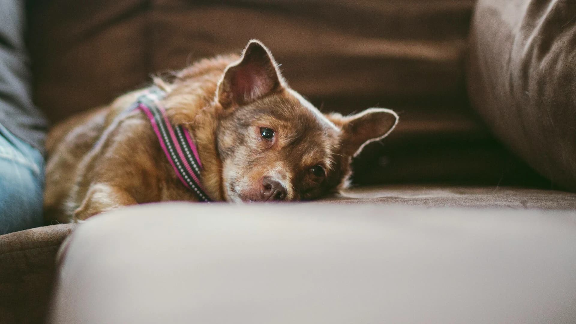 7 Signs Your Dog Is in Pain (And How to Track Them Before It's Too Late)