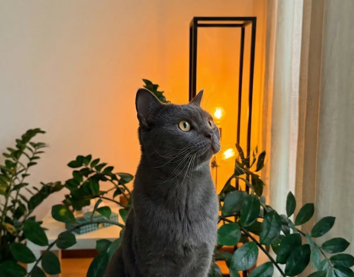 How AI Health Monitoring Helps Pet Owners Catch Problems Earlier