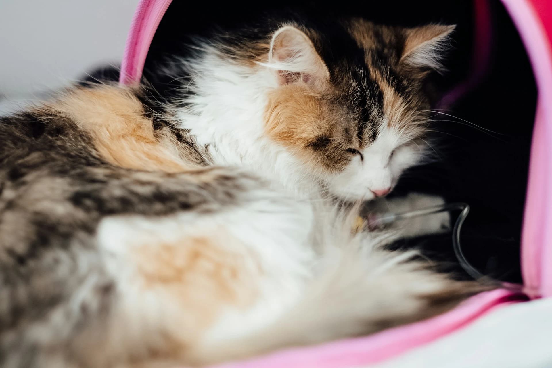 Bringing a Cat Home Tonight? Set Up One Room First