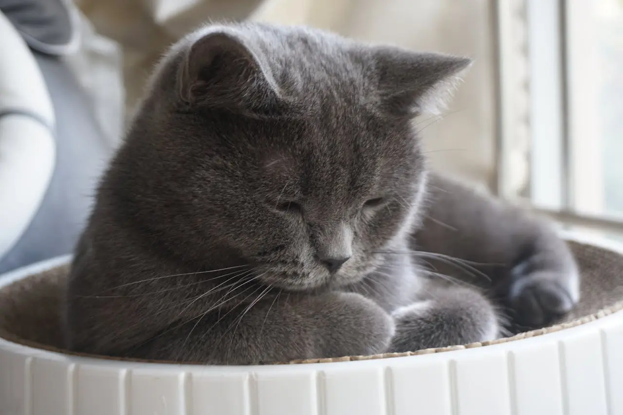 Why British Shorthairs Can Be More Expensive to Keep Healthy Than Most Owners Expect