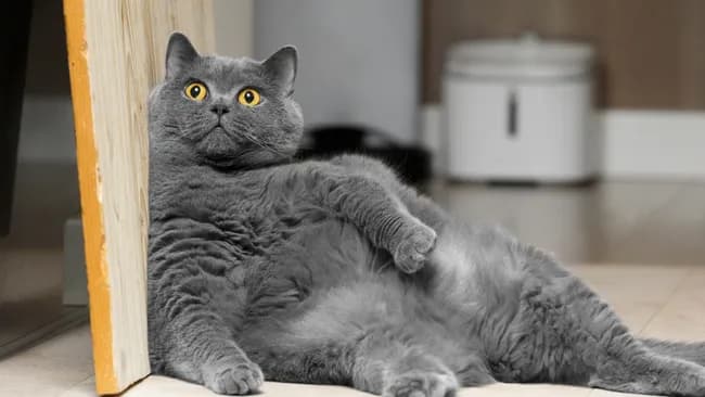 Your 'Chunky' British Shorthair Isn't Cute. He's Dying.