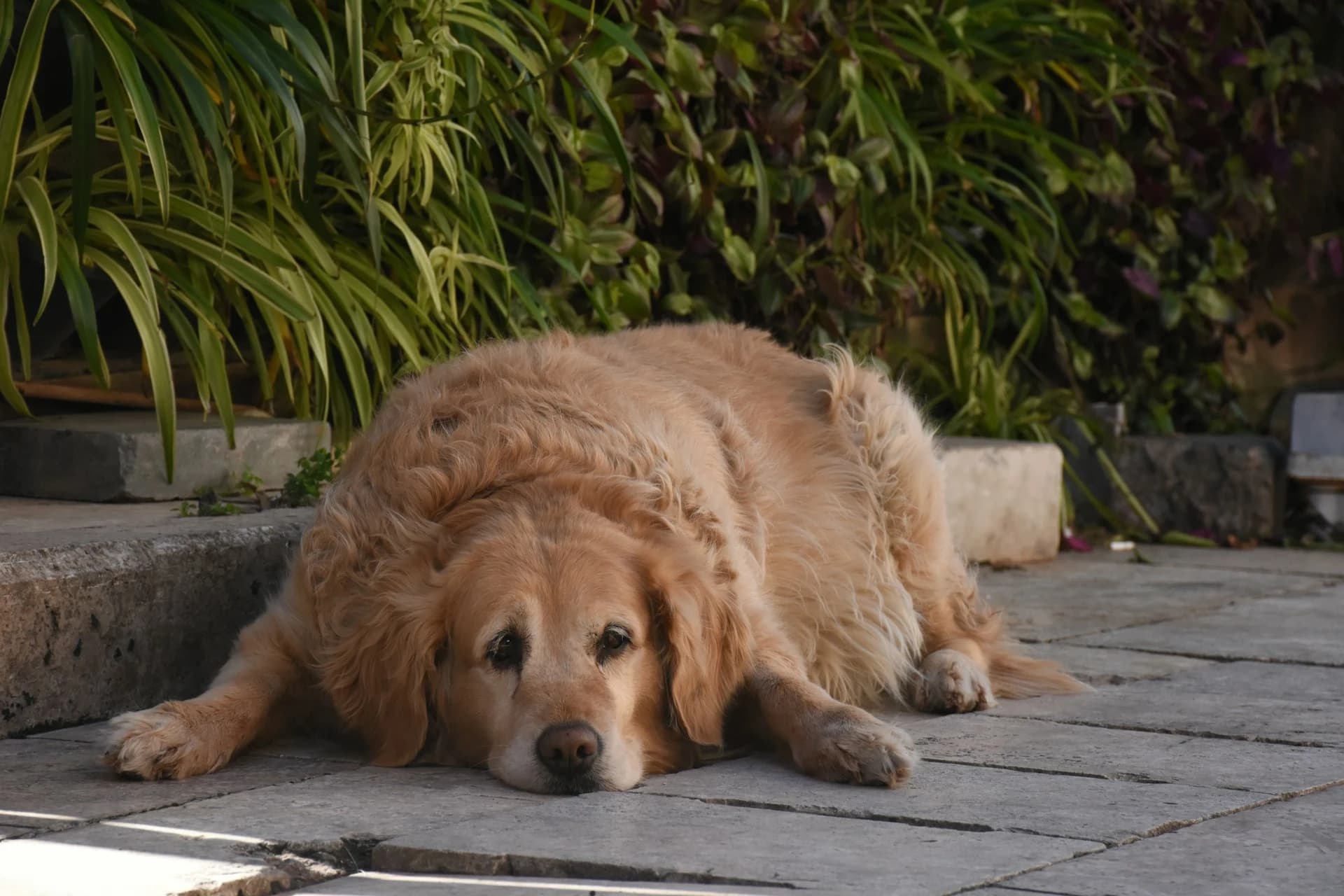 I Tracked My Dog's Weight for 90 Days. Here's the Graph That Made My Vet Go Quiet.
