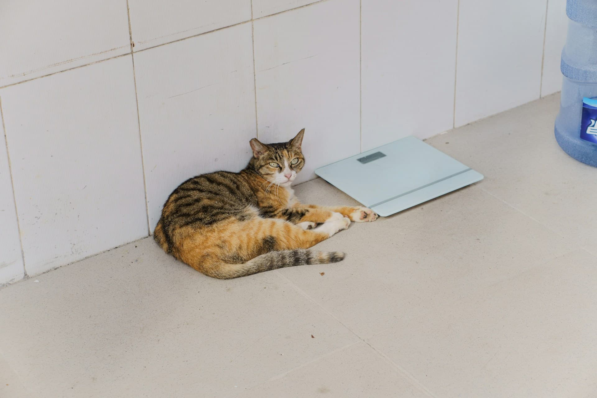 Home Weight vs One Morning at the Clinic
