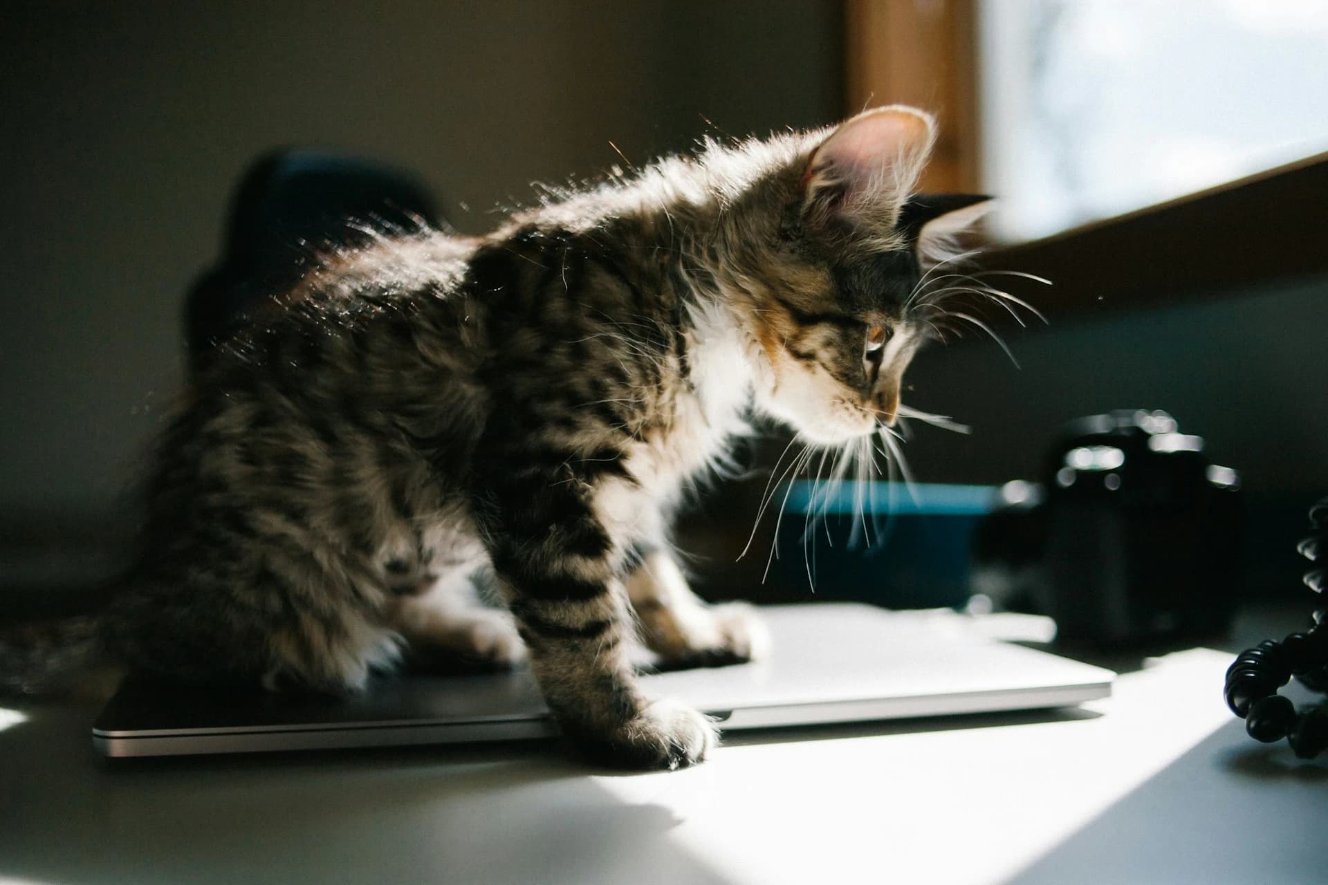 How to Build Your Cat's 7-Day Health Baseline (And Why One Good Day Isn't Enough)