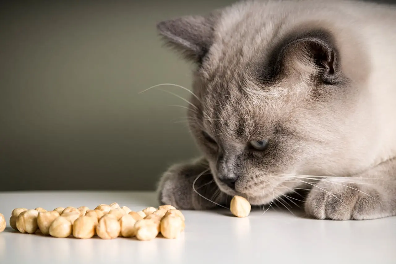 I Pointed My Phone at My Cat's Dinner. The AI Told Me to Take a Second Look
