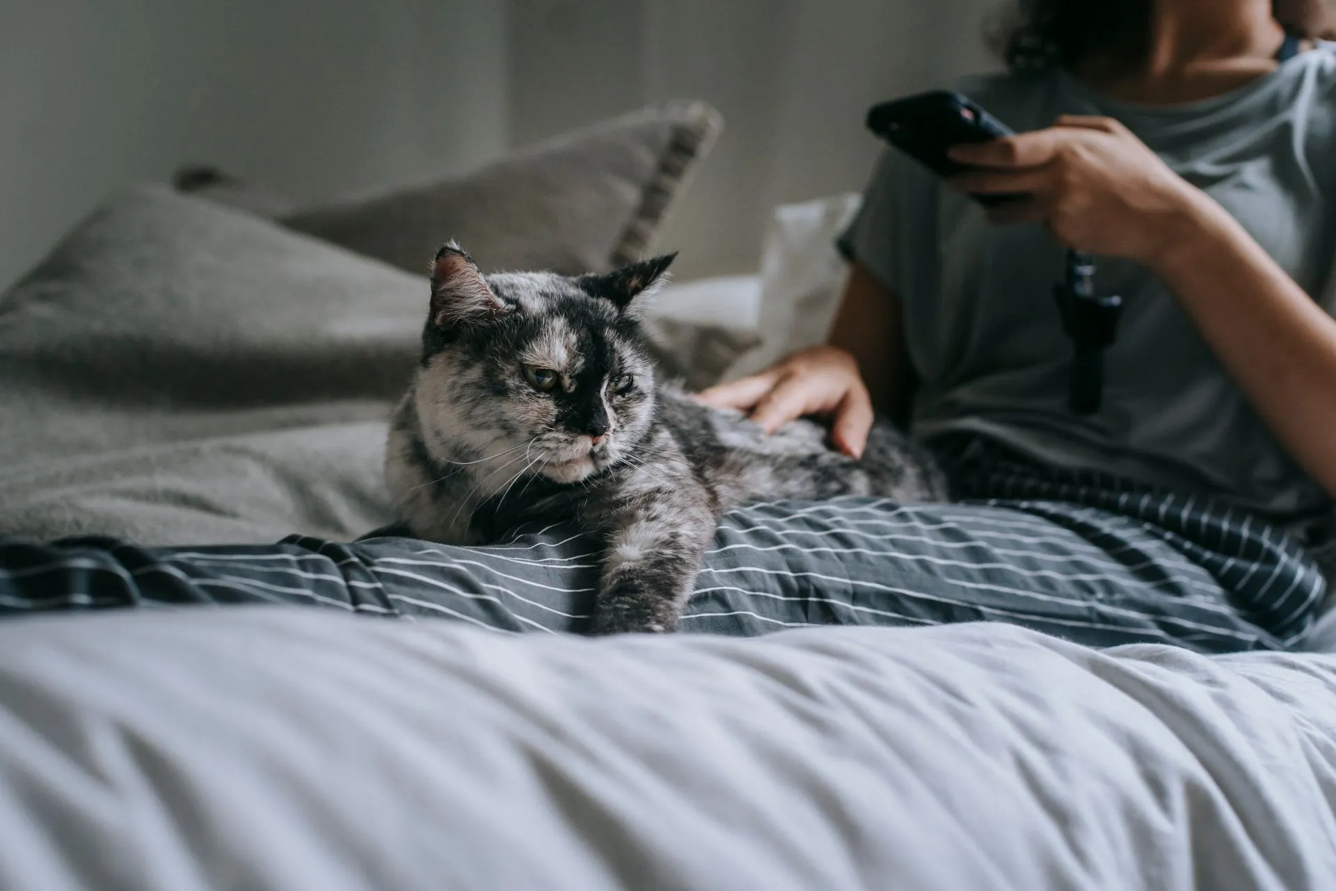 When Can a New Cat Leave the Safe Room? How to Introduce the Rest of Your Home