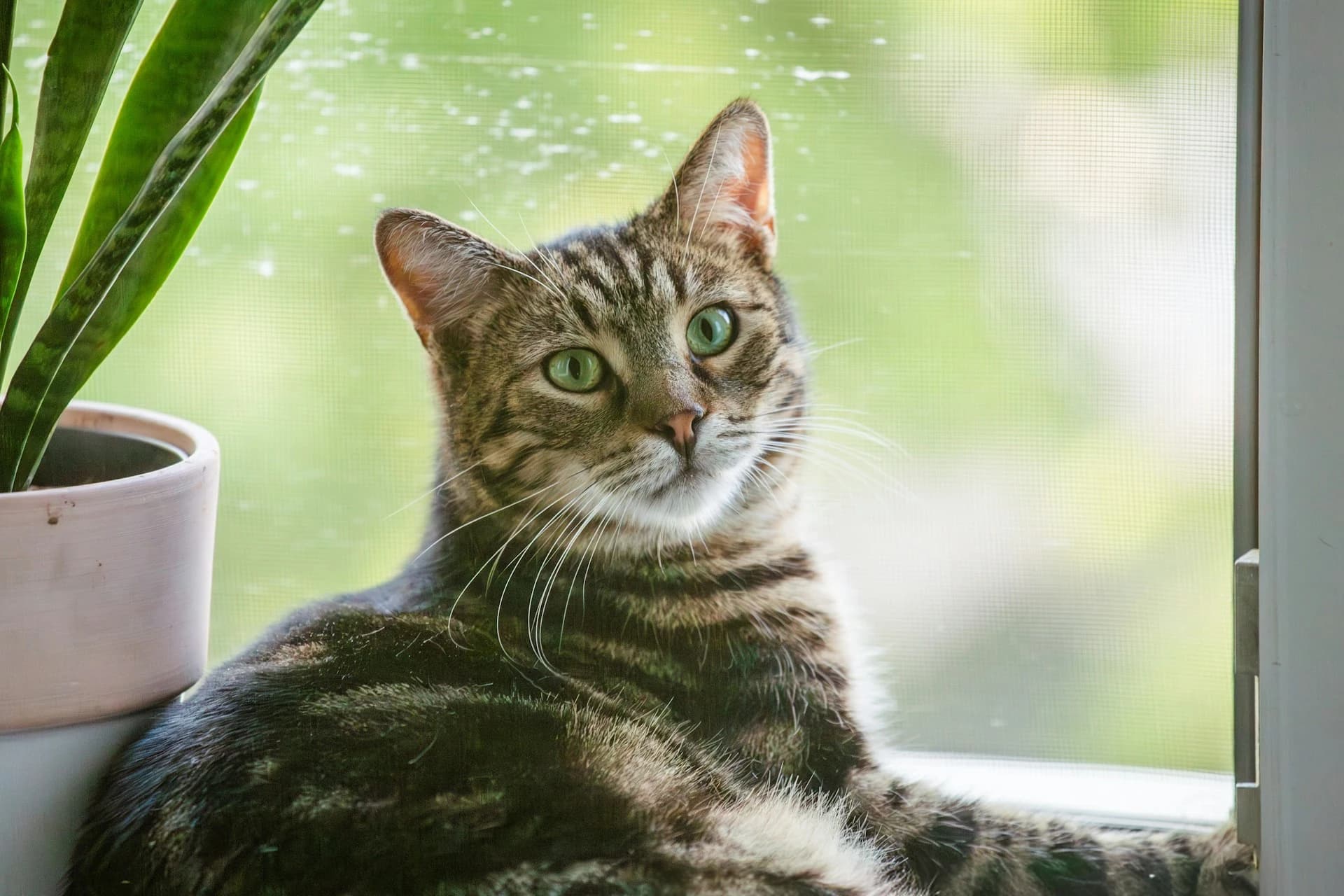 Why Indoor Cats Still Need Daily Health Tracking