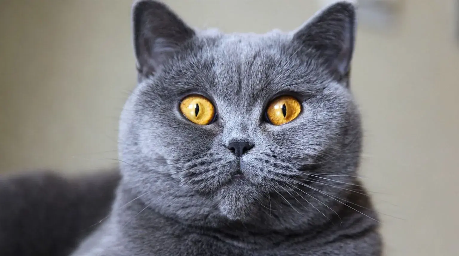 5 Silent Killers in British Shorthairs (And How AI Detects Them Early)