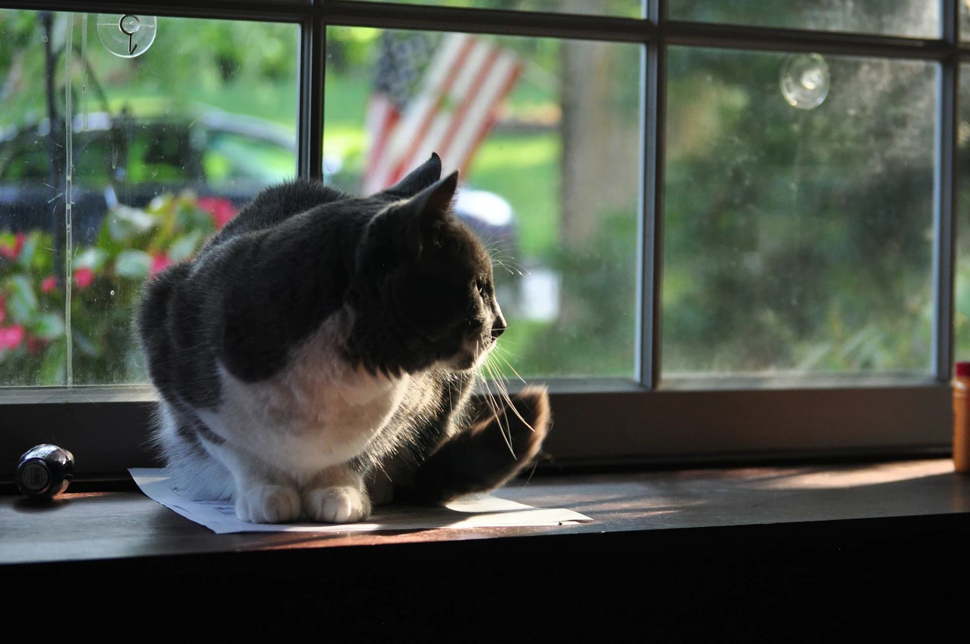 Indoor Cats Still Need Daily Health Notes