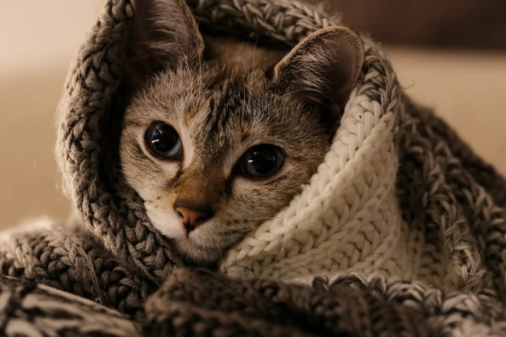 New Kitten First Week Checklist: What to Track Each Day