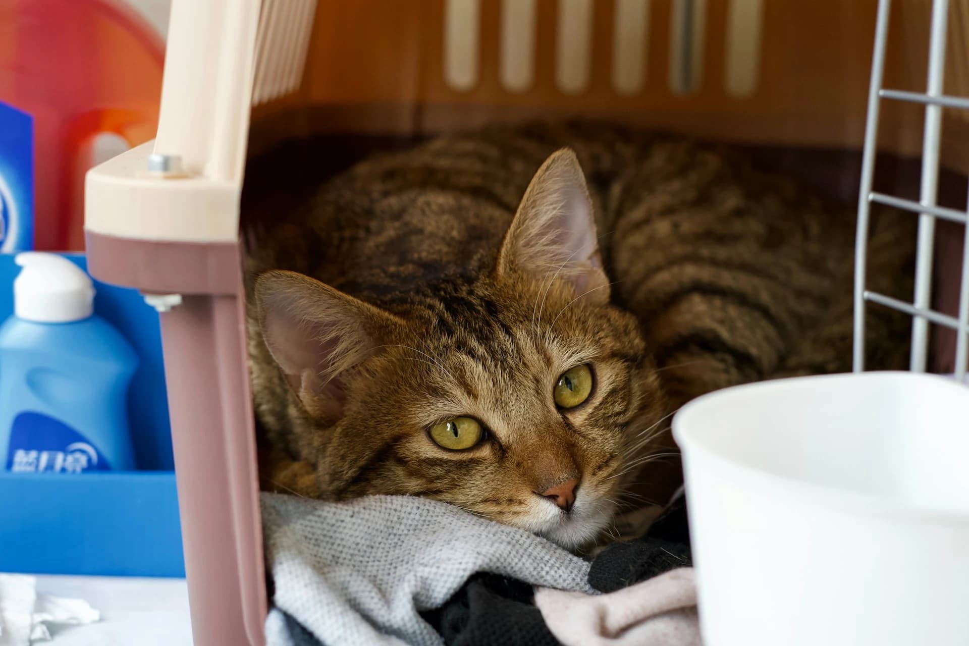 What to Bring to Your Cat's Vet Appointment