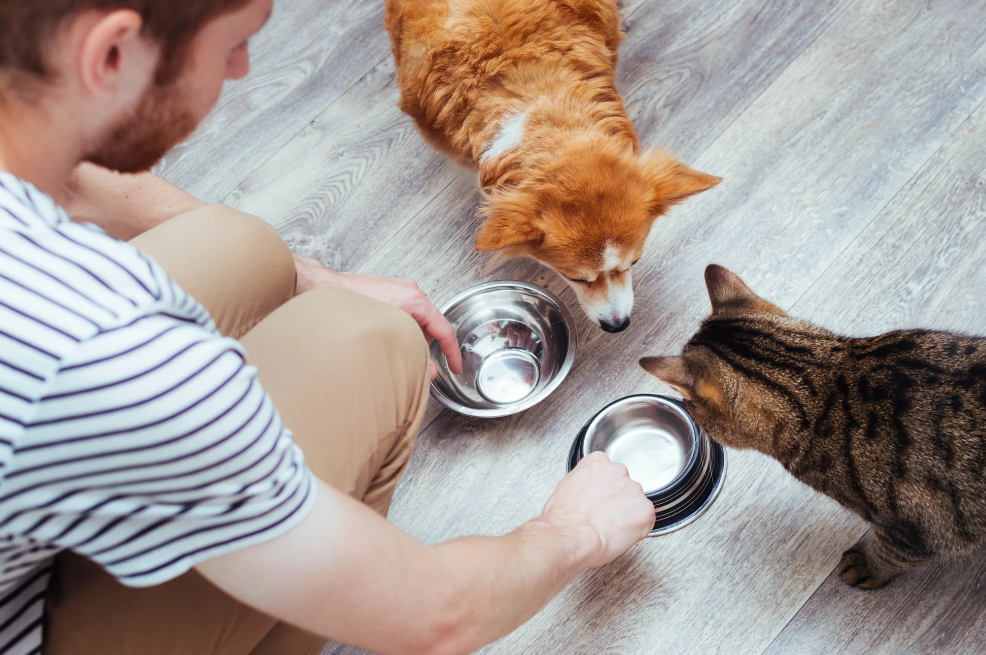 My Dog Eats My Cat's Food. My Cat Eats My Dog's Food. Here's What I Learned.