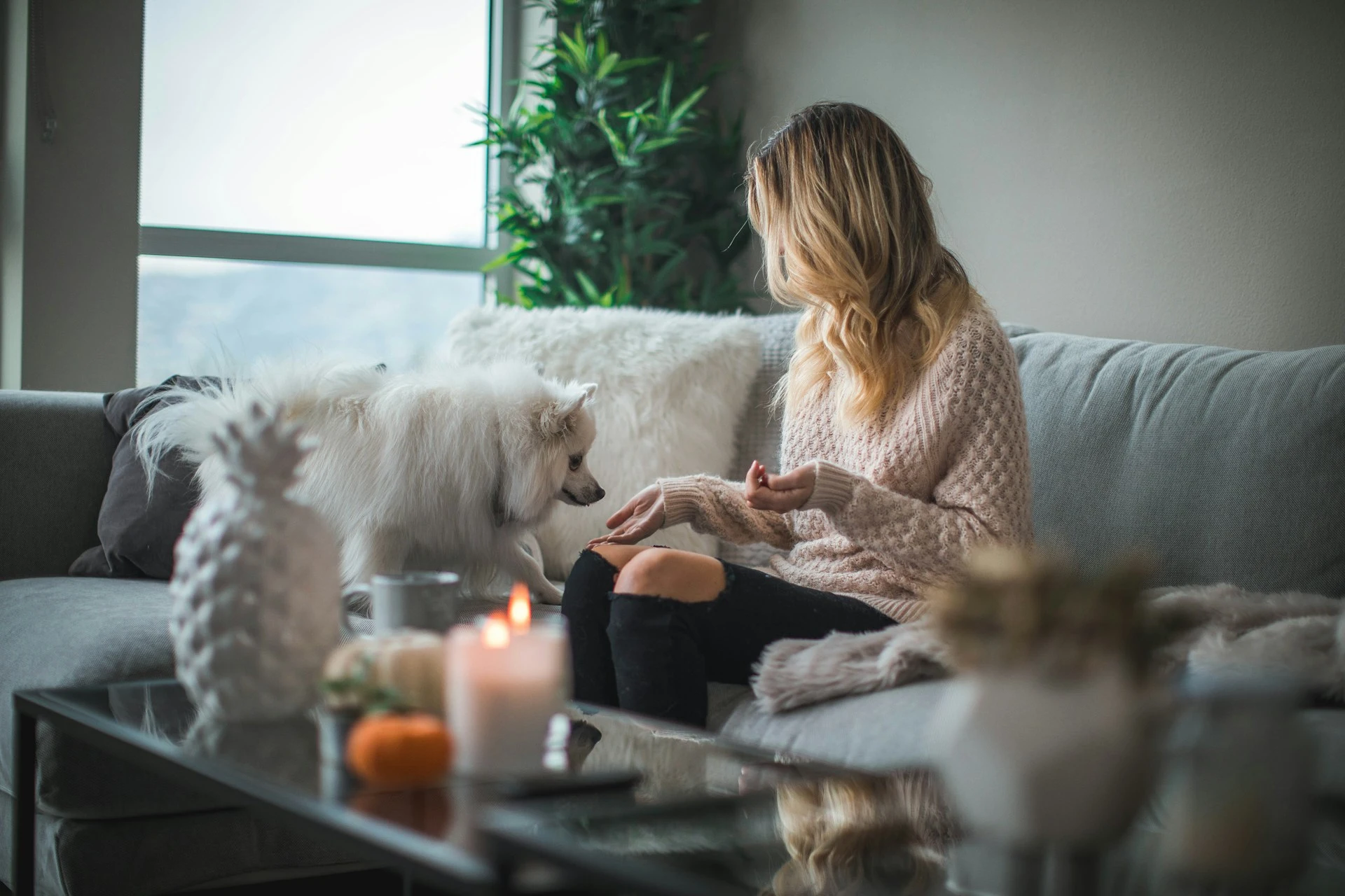 Training Your Dog at Home: What the Apps Miss (And What Borzi Gets Right)